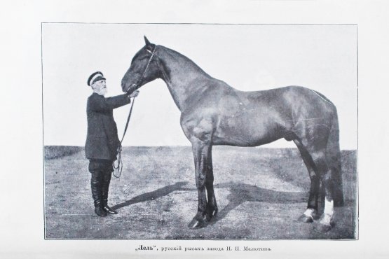 Антикварная книга Кулешов, П.Н. Тренировка рысаков