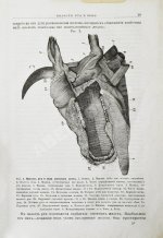 Павловский, П. Общедоступная ветеринарная школа