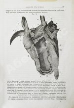 Павловский, П. Общедоступная ветеринарная школа