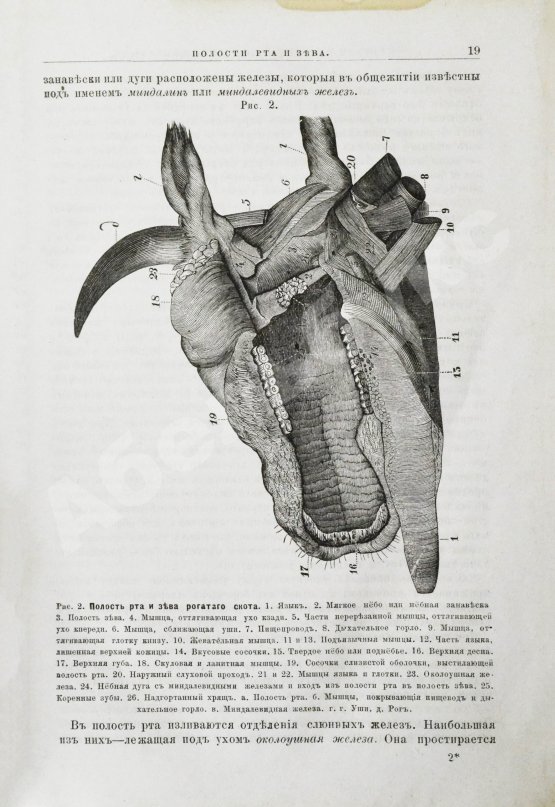 Антикварная книга Павловский, П. Общедоступная ветеринарная школа
