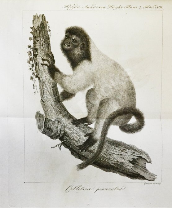 Антикварная книга Труды Академии наук