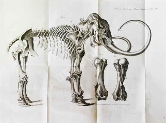 Антикварная книга Труды Академии наук