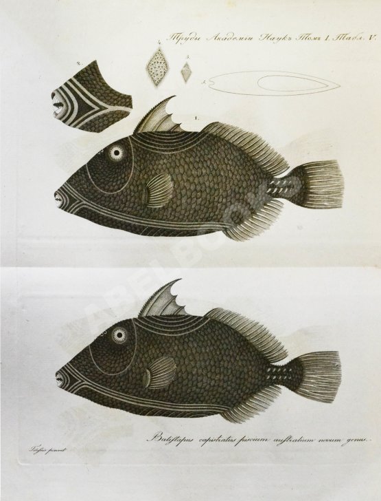 Антикварная книга Труды Академии наук