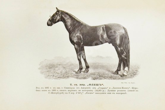 Антикварная книга Врангель, К.Г. Книга о лошади