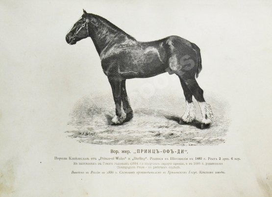 Антикварная книга Врангель, К.Г. Книга о лошади