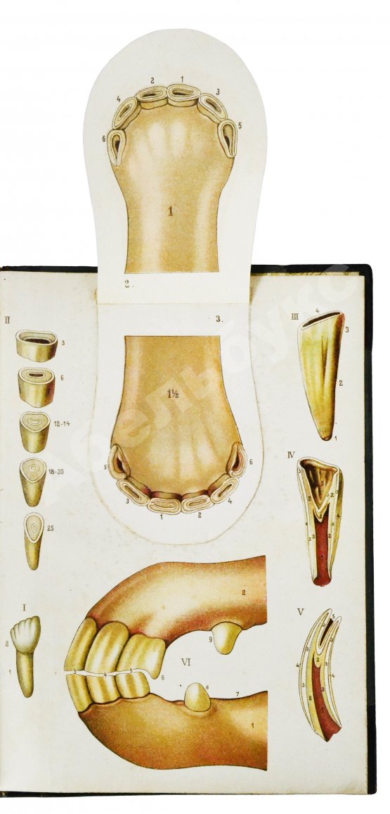 Антикварная книга Врангель, К.Г. Книга о лошади