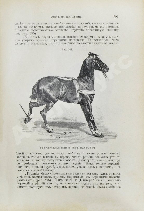 Антикварная книга Врангель, К.Г. Книга о лошади