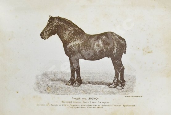 Антикварная книга Врангель, К.Г. Книга о лошади