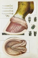 Врангель, К.Г. Книга о лошади