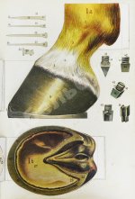 Врангель, К.Г. Книга о лошади