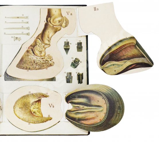 Антикварная книга Врангель, К.Г. Книга о лошади