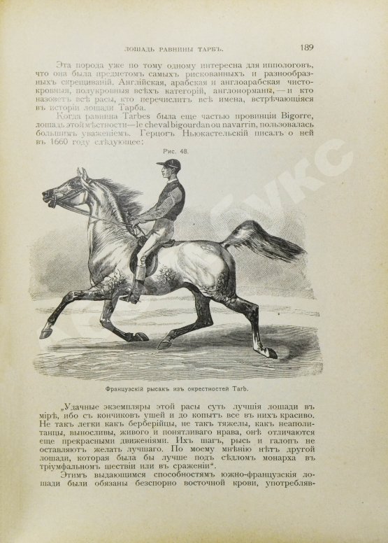 Антикварная книга Врангель, К.Г. Книга о лошади