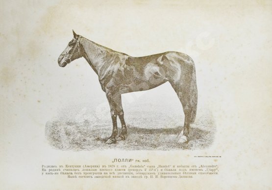 Антикварная книга Врангель, К.Г. Книга о лошади