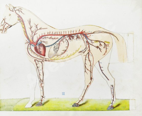 Урусов, С.П. Атлас разборных моделей лошади