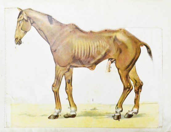 Урусов, С.П. Атлас разборных моделей лошади