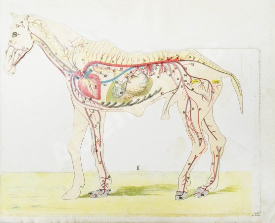 Урусов, С.П. Атлас разборных моделей лошади