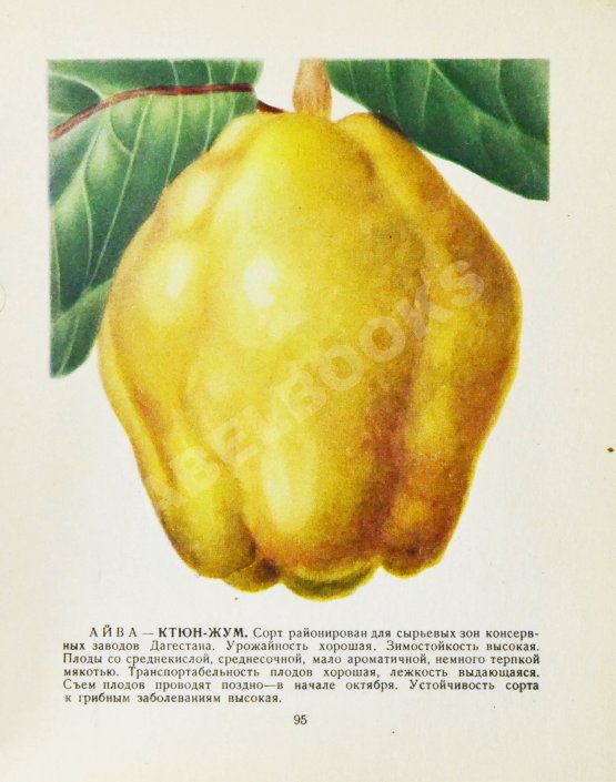 Антикварная книга Лучшие сорта плодово-ягодных культур