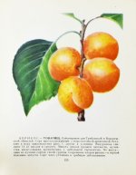 Лучшие сорта плодово-ягодных культур