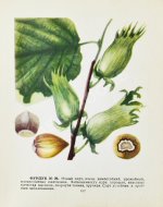 Лучшие сорта плодово-ягодных культур