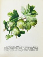 Лучшие сорта плодово-ягодных культур