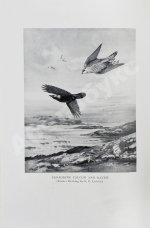 Gathorne-Hardy, A.E. My happy hunting grounds