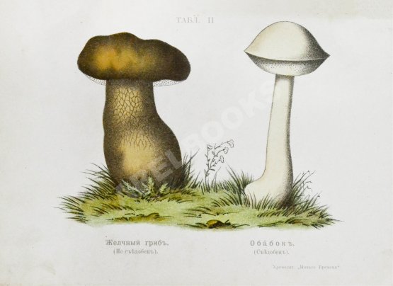 Антикварная книга Кайгородов, Д.Н. Собиратель грибов