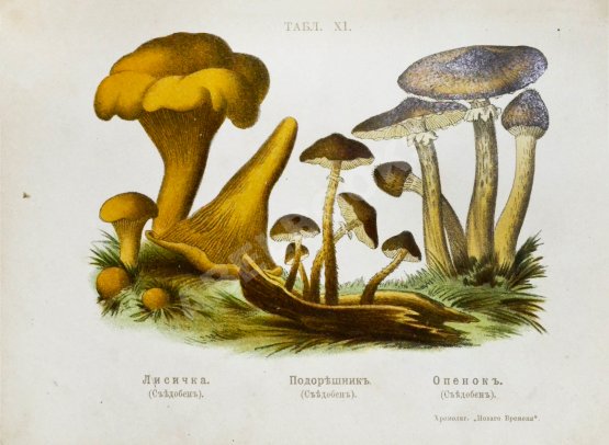 Антикварная книга Кайгородов, Д.Н. Собиратель грибов