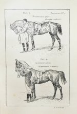 Филлис, Д. Основы выездки и езды