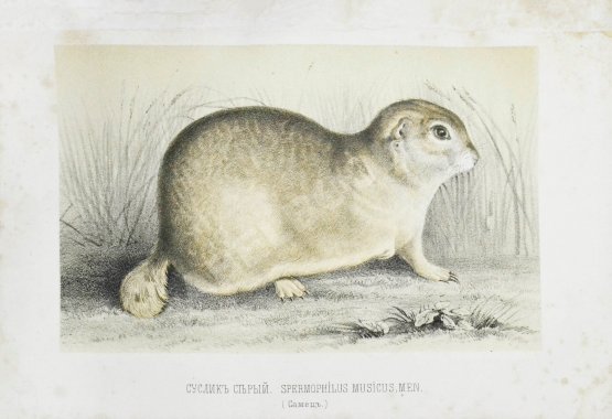 Антикварная книга Черняев, Н.В. Описание сусликов, обитающих в Южной России, и способов их истребления
