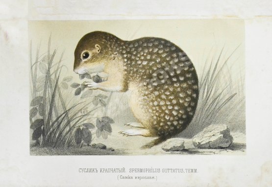 Антикварная книга Черняев, Н.В. Описание сусликов, обитающих в Южной России, и способов их истребления