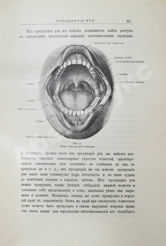 Антикварная книга Звержховский, Ф.А. Основы дентиатрии. Руководство для врачей и студентов