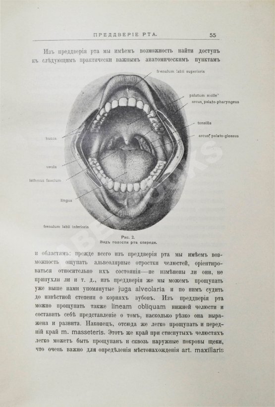 Антикварная книга Звержховский, Ф.А. Основы дентиатрии. Руководство для врачей и студентов