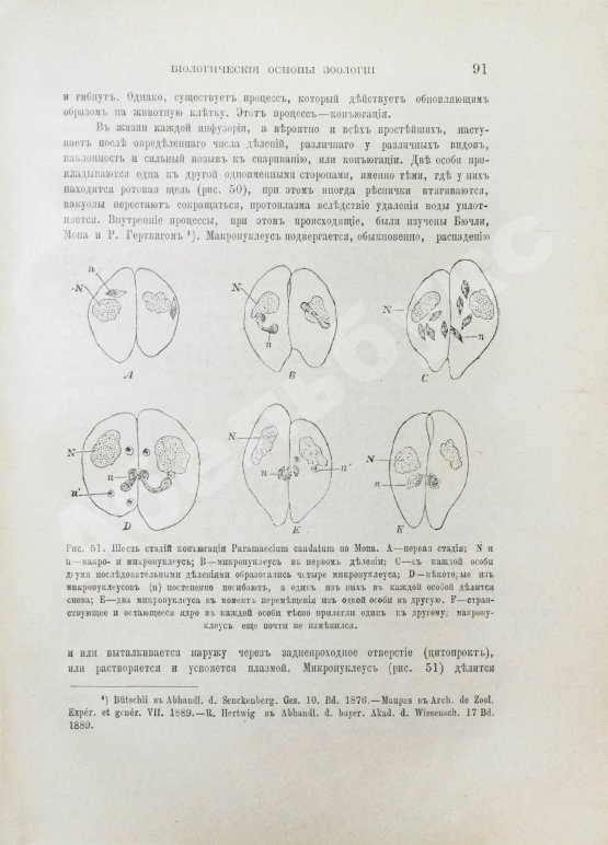 Антикварная книга Шимкевич, В.М. Биологические основы зоологии