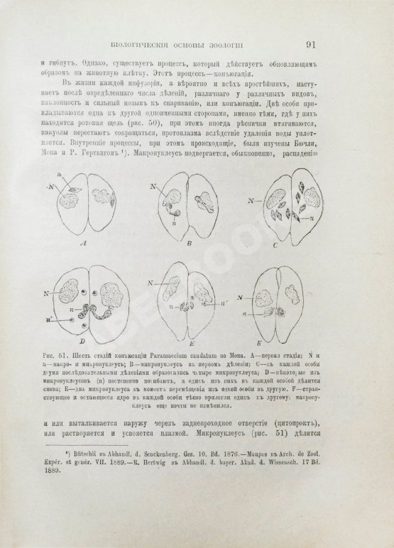 Антикварная книга Шимкевич, В.М. Биологические основы зоологии