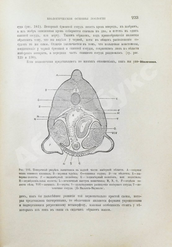 Антикварная книга Шимкевич, В.М. Биологические основы зоологии