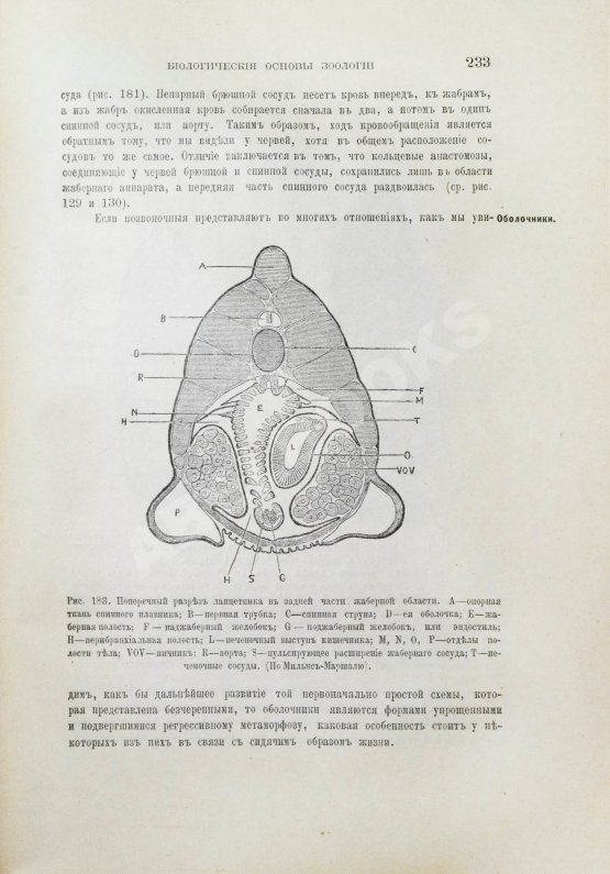Антикварная книга Шимкевич, В.М. Биологические основы зоологии