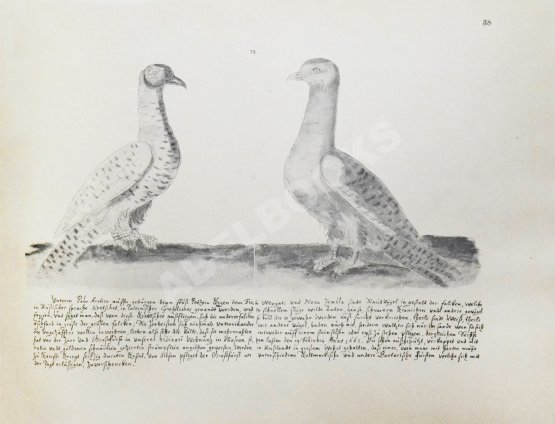 Антикварная книга Аделунг, Ф.П. Альбом Мейерберга