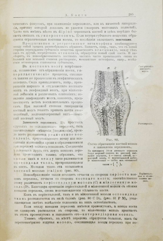 Антикварная книга Шмаус, Г. Основы патологической анатомии