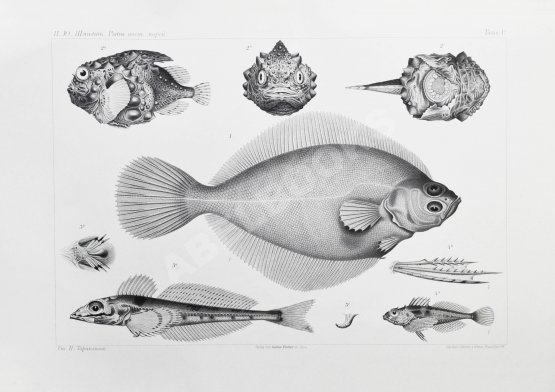 Антикварная книга Шмидт, П.Ю. Рыбы восточных морей Российской империи