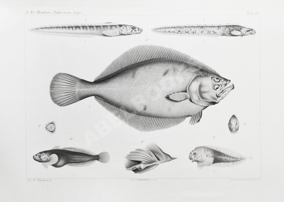 Антикварная книга Шмидт, П.Ю. Рыбы восточных морей Российской империи