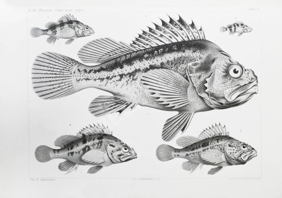 Антикварная книга Шмидт, П.Ю. Рыбы восточных морей Российской империи