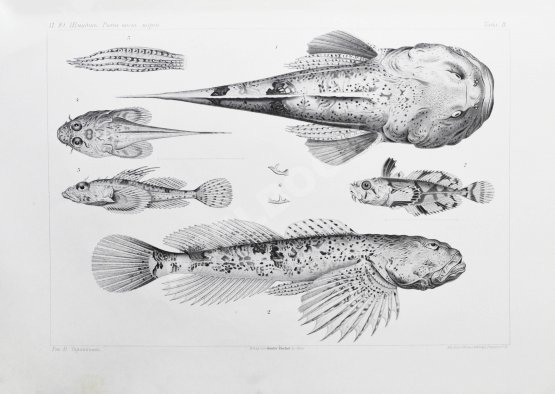 Антикварная книга Шмидт, П.Ю. Рыбы восточных морей Российской империи