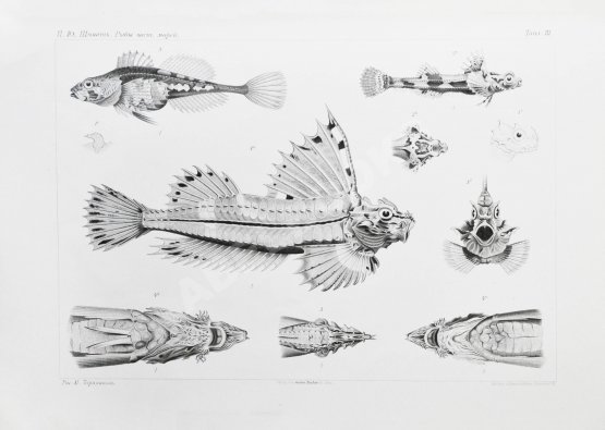 Антикварная книга Шмидт, П.Ю. Рыбы восточных морей Российской империи