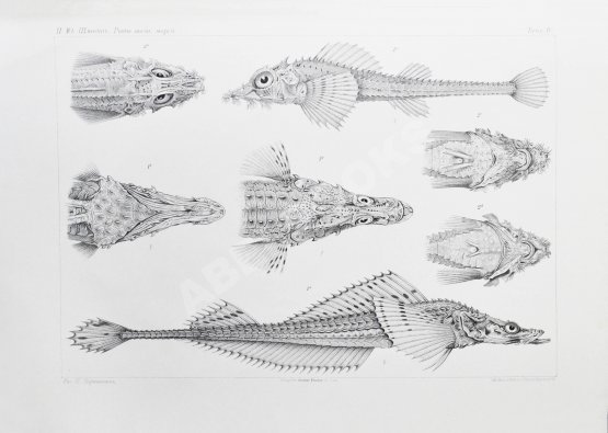 Антикварная книга Шмидт, П.Ю. Рыбы восточных морей Российской империи