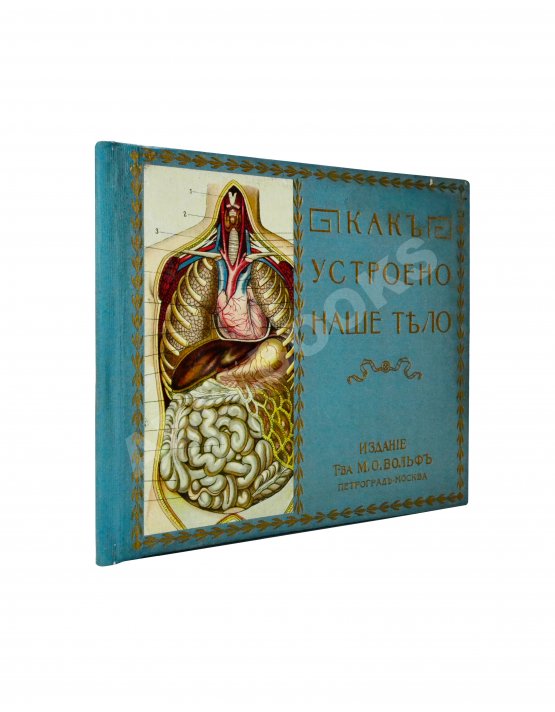 Антикварная книга Клюнц, Г. Как устроено наше тело. Анатомия для всех