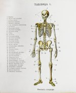 Клюнц, Г. Как устроено наше тело. Анатомия для всех