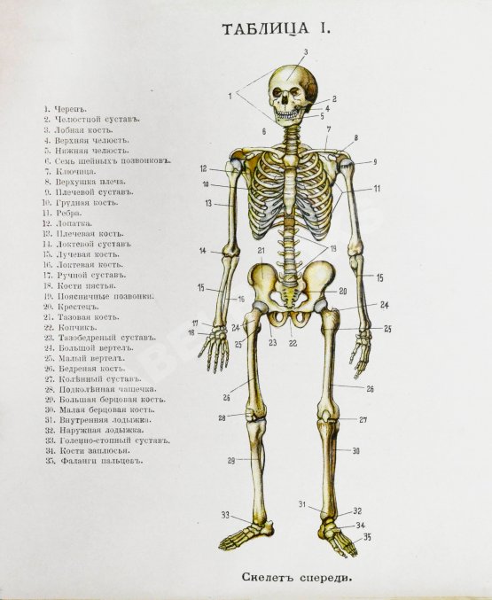 Антикварная книга Клюнц, Г. Как устроено наше тело. Анатомия для всех