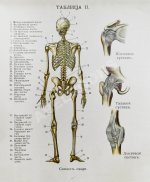 Клюнц, Г. Как устроено наше тело. Анатомия для всех