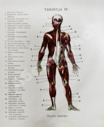 Клюнц, Г. Как устроено наше тело. Анатомия для всех