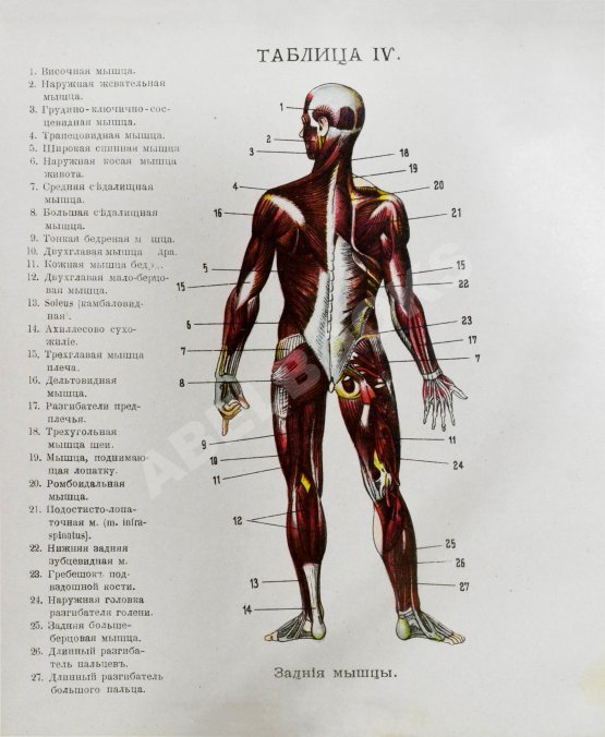 Антикварная книга Клюнц, Г. Как устроено наше тело. Анатомия для всех